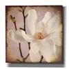 Epic Graffiti 'Paper Magnolia Closeup' by Lightbox Journal, Canvas Wall Art, 26"x26" view 1