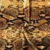 Fashion Fabrics LLC Gold Snake Skin Printed Stretch Velvet Fabric view 3