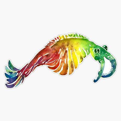 Watercolor Fossil Anomalocaris in Rainbow Sticker Decal Size 5"