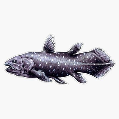Coelacanth Fish Sticker Decal Size 5"