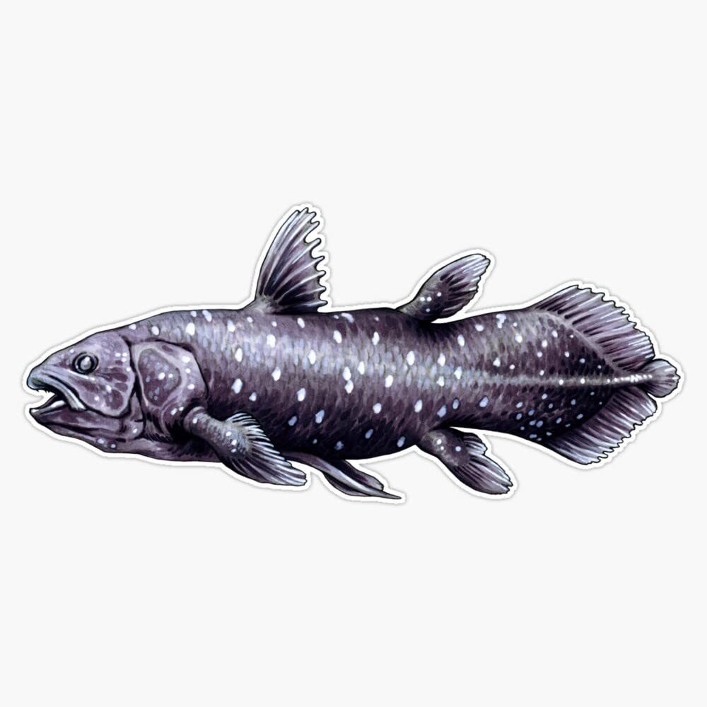 Coelacanth Fish Sticker Decal Size 5"