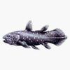 Coelacanth Fish Sticker Decal Size 5" view 1