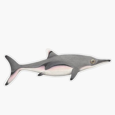 Neonate Ichthyosaurus Communis Sticker Decal Size 5"