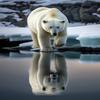 5D Polar Bear Diamond Painting Kits Animal Diamond Painting - Full Round Diamond Crystal Kits for Adult Beginners and Kids, for Wall Decor & Restaurant Decor (16 X 24 Inch view 1