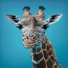 Giraffe Diamond Painting Kits Animal Diamond Painting - Full Round Diamond Crystal Art Kits for Adult Beginners and Kids, for Wall Decor & Living Room Decor (16 X 20 Inch view 1
