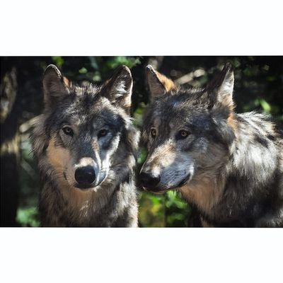 Two Wolves Cross Stitch Kits for Adults Beginners Pre-Printed Pattern 11CT DIY Embroidery Easy Needlepoint Kits Personalized Gifts for Home Decor 16x20inch