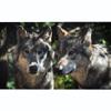 Two Wolves Cross Stitch Kits for Adults Beginners Pre-Printed Pattern 11CT DIY Embroidery Easy Needlepoint Kits Personalized Gifts for Home Decor 16x20inch view 1
