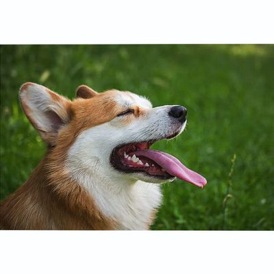 Corgi Stamped Cross Stitch Kits Adults Beginners Pre-Printed Pattern 11CT DIY Embroidery Easy Needlepoint Kits Personalized Gifts for Home Decor 16x20inch