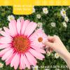 CyHiThai Pink Dried Little Daisy Flowers for Resin, 60PCS Natural Pressed Flowers for Resin Crafts Jewelry DIY Phone Case Decor Candle Making Decoration view 2