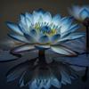 Blue Lotus Diamond Painting Kits - Painted Plants Diamond Painting Full Circle Gemstone Crystal Craft Kits, for Adult Beginners, for Room Decor & Wall Decor 16 X 24 Inch view 1