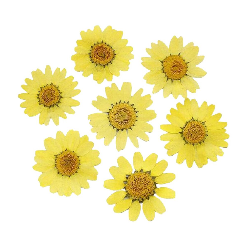 jweemax 120PCS Natural Dried Flower Head, Real Pressed Dried Daisy for Scrapbooking, DIY, Art Craft, Soap Making, Yellow