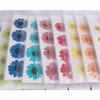 jweemax 120PCS Natural Dried Flower Head, Real Pressed Dried Daisy for Scrapbooking, DIY, Art Craft, Soap Making, Yellow view 4