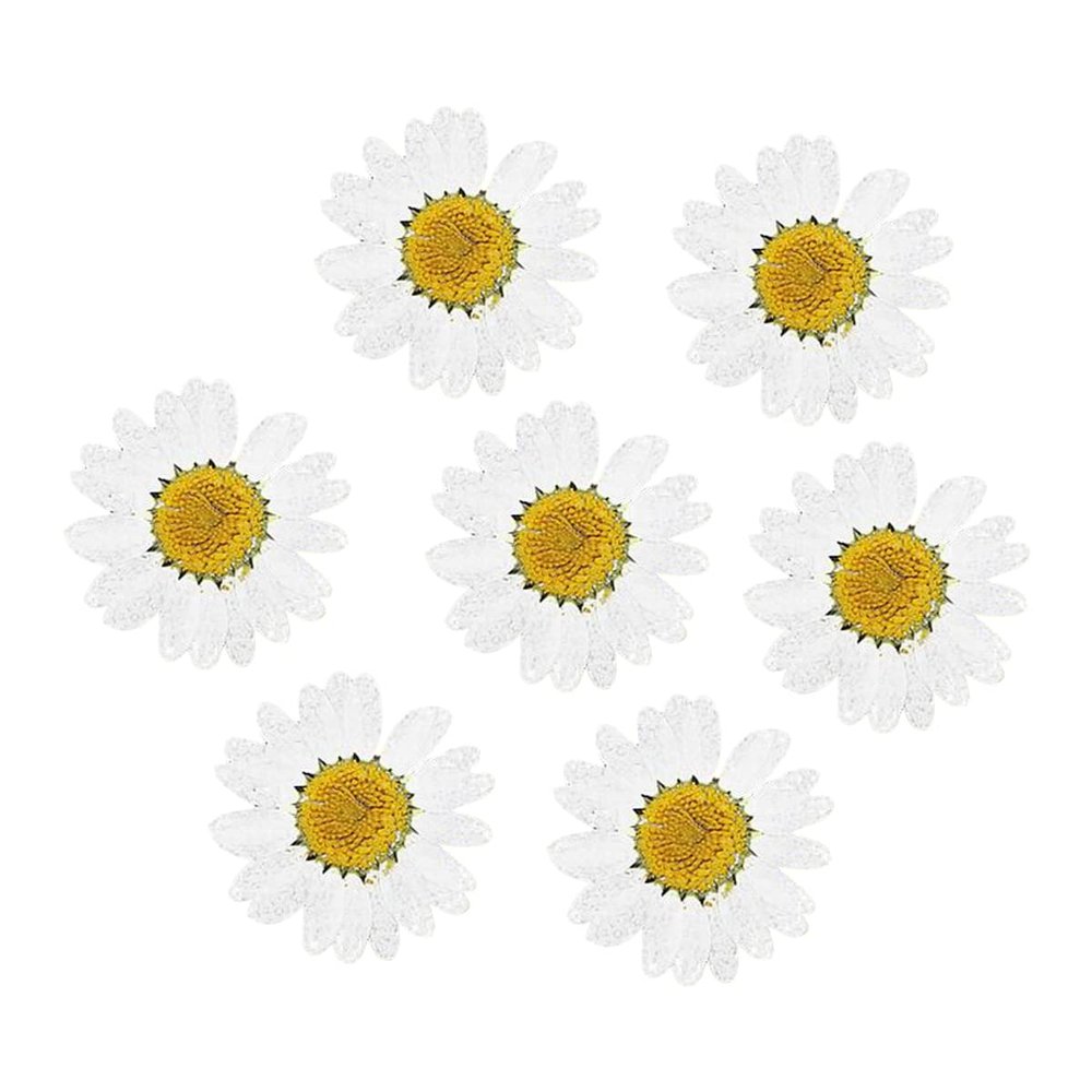 jweemax 120PCS Natural Dried Flower Head, Real Pressed Dried Daisy for Scrapbooking, DIY, Art Craft, Soap Making, White
