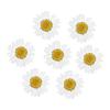 jweemax 120PCS Natural Dried Flower Head, Real Pressed Dried Daisy for Scrapbooking, DIY, Art Craft, Soap Making, White view 1