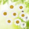 jweemax 120PCS Natural Dried Flower Head, Real Pressed Dried Daisy for Scrapbooking, DIY, Art Craft, Soap Making, White view 2