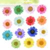 jweemax 120PCS Natural Dried Flower Head, Real Pressed Dried Daisy for Scrapbooking, DIY, Art Craft, Soap Making, White view 4