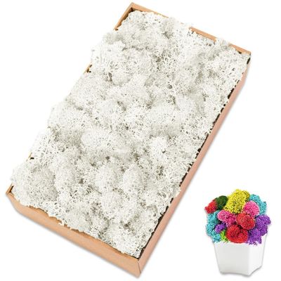 TCYPUHL Preserved Moss for Crafts Green Reindeer Moss for Potted Plants, Craft Decorative Moss Decor for Wall Art, Dried Moss(7oz,White)
