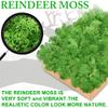TCYPUHL Preserved Moss for Crafts Green Reindeer Moss for Potted Plants, Craft Decorative Moss Decor for Wall Art, Dried Moss(7oz,White) view 4
