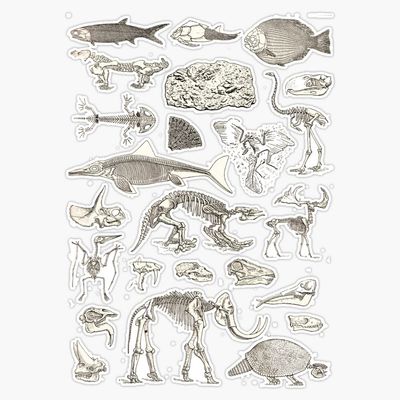 Paleontology Illustration Sticker Decal Size 5"