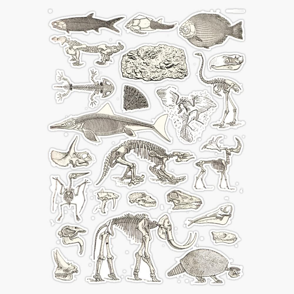 Paleontology Illustration Sticker Decal Size 5"