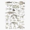 Paleontology Illustration Sticker Decal Size 5" view 1