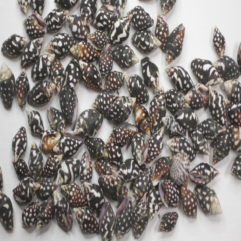 Columbella ~ Pkg of 500 Tiny Craft Seashell ~ Black and White Polka Dots. Little Beauties for All Shell Seeker and Crafting Projects!