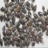 Columbella ~ Pkg of 500 Tiny Craft Seashell ~ Black and White Polka Dots. Little Beauties for All Shell Seeker and Crafting Projects! view 1