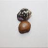 Columbella ~ Pkg of 500 Tiny Craft Seashell ~ Black and White Polka Dots. Little Beauties for All Shell Seeker and Crafting Projects! view 2