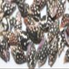 Columbella ~ Pkg of 500 Tiny Craft Seashell ~ Black and White Polka Dots. Little Beauties for All Shell Seeker and Crafting Projects! view 3