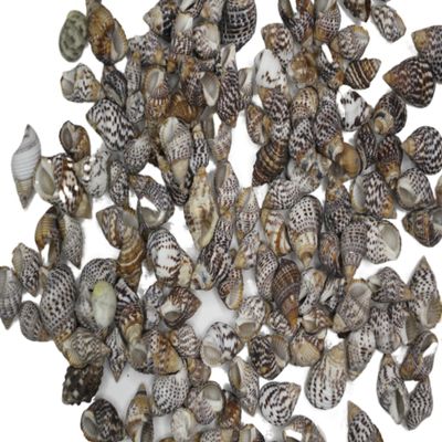 1 lb. Bag Planaxis sulcatus ~ Small Affordable Craft Seashell, Great for Jewelry Making, Sailors Valentines, Candle Making and More! SS-287