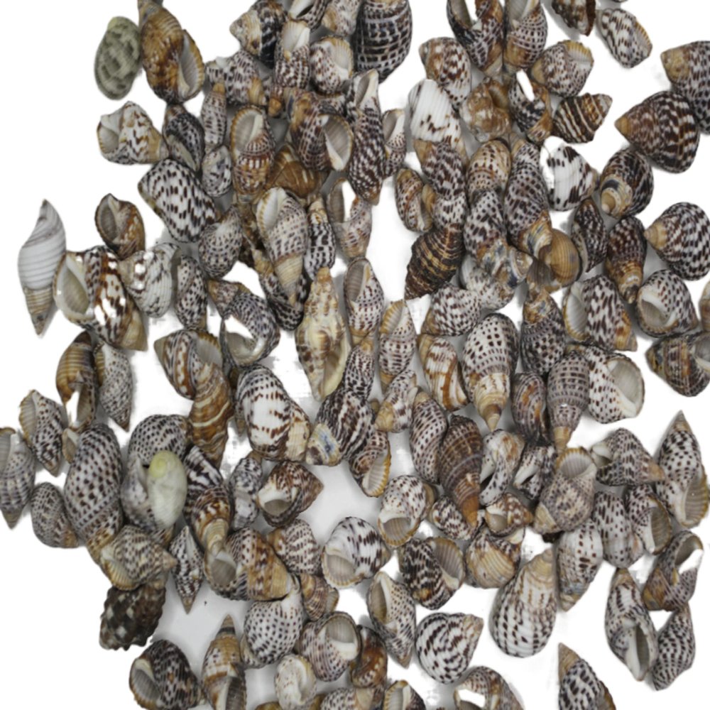 1 lb. Bag Planaxis sulcatus ~ Small Affordable Craft Seashell, Great for Jewelry Making, Sailors Valentines, Candle Making and More! SS-287