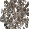 1 lb. Bag Planaxis sulcatus ~ Small Affordable Craft Seashell, Great for Jewelry Making, Sailors Valentines, Candle Making and More! SS-287 view 1