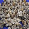 1 lb. Bag Planaxis sulcatus ~ Small Affordable Craft Seashell, Great for Jewelry Making, Sailors Valentines, Candle Making and More! SS-287 view 2