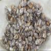 1 lb. Bag Planaxis sulcatus ~ Small Affordable Craft Seashell, Great for Jewelry Making, Sailors Valentines, Candle Making and More! SS-287 view 3