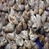 1 lb. Bag Planaxis sulcatus ~ Small Affordable Craft Seashell, Great for Jewelry Making, Sailors Valentines, Candle Making and More! SS-287 view 4