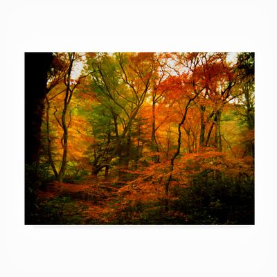 Trademark Fine Art J.D. Mcfarlan 'Deep Woods' Outdoor Canvas 18x24