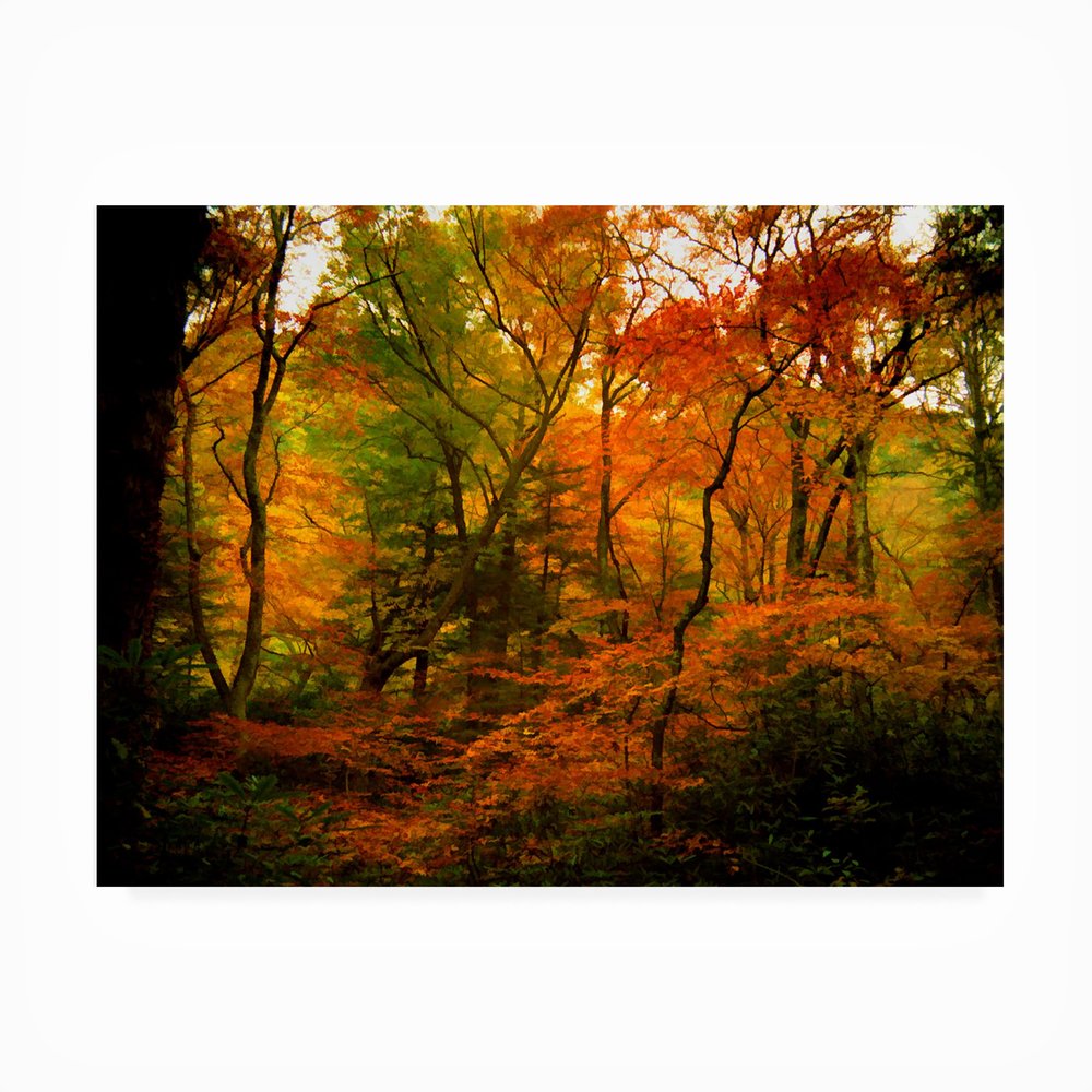 Trademark Fine Art J.D. Mcfarlan 'Deep Woods' Outdoor Canvas 18x24