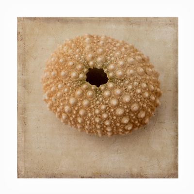 Trademark Fine Art Judy Stalus 'Sepia Shell III' Outdoor Canvas 35x35