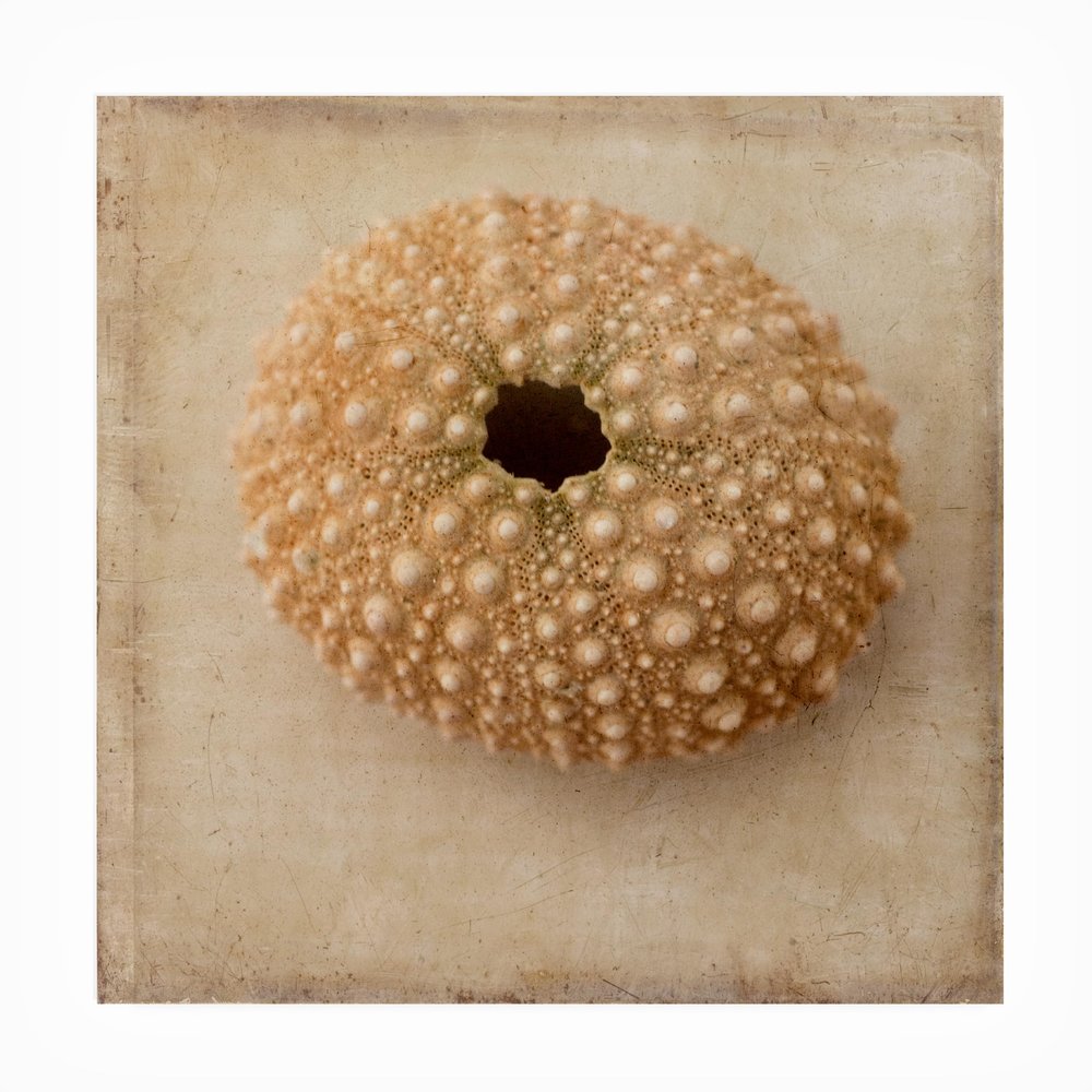 Trademark Fine Art Judy Stalus 'Sepia Shell III' Outdoor Canvas 35x35