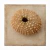Trademark Fine Art Judy Stalus 'Sepia Shell III' Outdoor Canvas 35x35 view 1