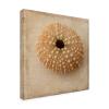 Trademark Fine Art Judy Stalus 'Sepia Shell III' Outdoor Canvas 35x35 view 2
