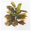 Factory Direct Craft Artificial Croton Leaf Plant Fake Greenery for Tropical Arrangements and Everyday Displays - 34 Inches view 1
