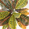 Factory Direct Craft Artificial Croton Leaf Plant Fake Greenery for Tropical Arrangements and Everyday Displays - 34 Inches view 3