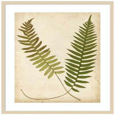 Amanti Art Framed Wall Art Print 33x28 Fern Portfolio III by Francis Heath, Nature Wall Art, Vintage Decor, Large Poster Painting Artwork for Living Room, Bedroom, Bathroom, Kitchen, Office or