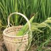 Natural Material Rattan Webbing Reed Furniture Repairing, Wicker Rattan Material Basket Weaving Kit, Rattan Baskets Braided Rattan Cane Webbing for Chair Making and DIY Making Supplies ( Color : 5mm , view 3