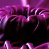 Ice Fabrics Stretch Velvet Fabric by The Yard - 60" Wide Soft Stretchy Fabric for Sewing Clothes, Apparel, Costume, Crafts - 90% Polyester 10% Spandex - Magenta - 2 Yards view 3