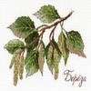 MP Studia Cross Stitch Embroidery Kits for Adults and Beginners Flora - Gifts of Nature - Birch 15x12cm/5.91x4.72 18 ct. view 1