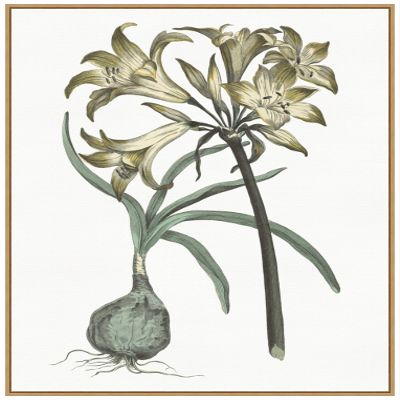 Amanti Art Framed Canvas Wall Art 42x32 Vintage Floral I on White by Wild Apple Portfolio, Framed Wall Art Canvas, Flowers Artwork, Modern Decor, Oversize Poster Painting for Living Room, Bedroom,