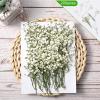 Fabbay 100 Pcs Wedding Invitations Wraps Set Include Pre Folded Vellum Jackets for 5 x 7 Inch Invitations Natural Dried Pressed Flowers for Wedding Craft DIY view 3