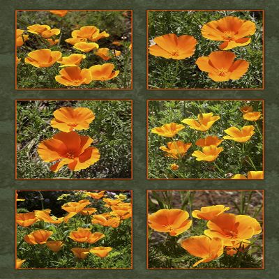 California Poppies Six Block Quilt Panel - FLR-014 - Panel Size is 16 X 22, Quality Quilting Cotton, Digitally Printed